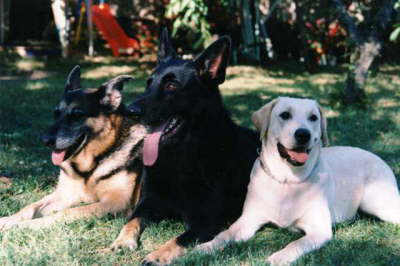 Corse,Max und Pando